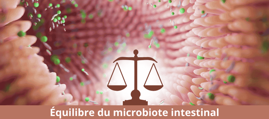 Equilibre du microbiote intestinal